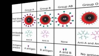 BLOOD TYPE DIET FOOD LISTS Diet By Blood Type  Blood Type Diet  Blood Type Diet Food List [upl. by Alessandro]