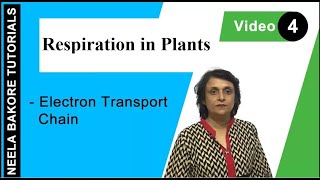 Respiration in Plants  NEET  Electron Transport Chain  Neela Bakore Tutorials [upl. by Teerell873]