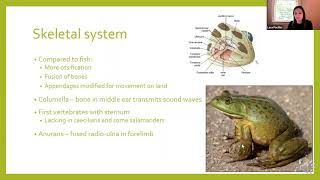 Amphibian Physiology [upl. by Ellennahs]