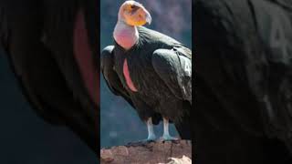 Amazing condor animals wildlife nature birds amazing inspiration motivation movie [upl. by Annoit24]