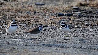 Killdeer Trio [upl. by Gurl214]