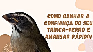 COMO GANHAR CONFIANÇA DO SEU TRINCAFERRO E AMANSAR RÁPIDO [upl. by Haggi412]