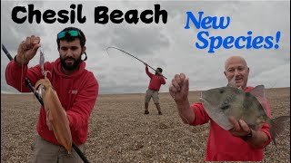 Fishing the mighty Chesil Beach  Loads of fish and I catch a New species [upl. by Idner420]