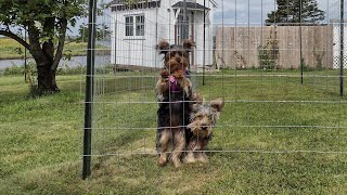 Making a Fenced Area for Puppies skip to 527 to see pups [upl. by Alletneuq]