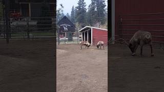 Reindeer games at the Leavenworth Reindeer Farm reindeer reindeergames leavenworth washington [upl. by Enerod]