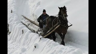 Holzrücken  Hasna  mit Pferd und Schlitten [upl. by Eremehc]