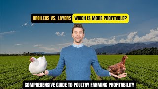 Broilers vs Layers Chickens Which is more Profitable success chicken Broilers Layers [upl. by Ameerahs]