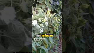 Loroco flores comestibles medioambiente plantas agricultura alimentacionsaludable jardin [upl. by Dde505]