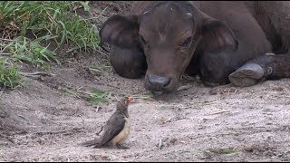 SafariLive Feb 22 Oxpeckers Buffalo and a lot of ticks [upl. by Ydderf912]