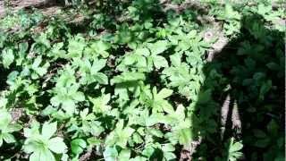 All about Goldenseal Root [upl. by Levon169]