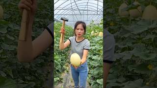 Sweet Delicious Melon Harvesting from Farm by Rural Farmer shorts satisfying youtubeshorts [upl. by Treborsemaj]