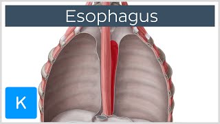 Esophagus Definition Function and Structure  Human Anatomy  Kenhub [upl. by Rolandson886]