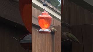 Hummingbird annual migration nature naturelovers birds [upl. by Shipley]