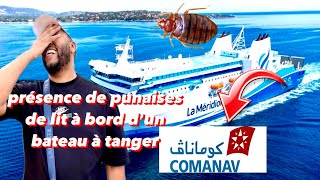 Alerte punaises de lit  Le cas inquiétant dun bateau de Marseille à Tanger [upl. by Elisee]