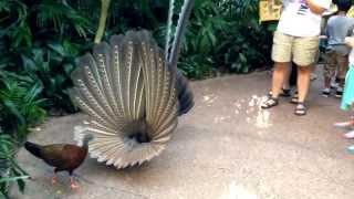 Great Argus Pheasant Mating Dance argusianus argus [upl. by Bogosian]