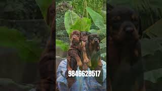 Doberman puppies for sale in 📍Kerala shorts [upl. by Araem]