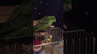 サザナミインコが食べ物を落としちゃう サザナミインコ インコ lineolatedparakeet linnie birdslover [upl. by Desimone]