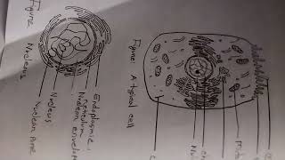 Histology practical drawing medical Collage [upl. by Ahsehat]