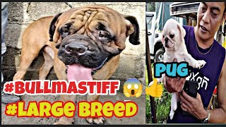 Bocaue PetmarketBullmastiffLarge breed pero super bait at matalitowhite pug ni kuya😱👍❤️ [upl. by Mcneil336]