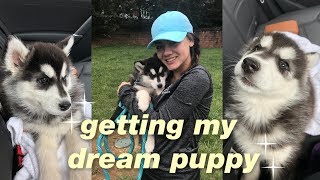 picking up my puppy vlog  8 week old Siberian Husky [upl. by Eanwahs]