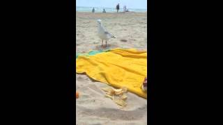 Seagull wants my chippies [upl. by Ronalda]