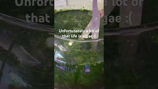 A planted fish bowl aquarium plants [upl. by Asilenna]