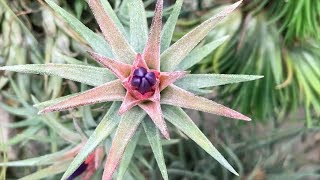 Tillandsia Tour  Utrecht Botanic Gardens Part 2  Plant One On Me — Ep 087 [upl. by Vey707]