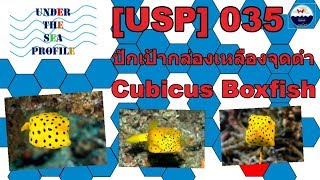 USP 035 Cubicus Boxfish ปักเป้ากล่องเหลืองจุดดำ [upl. by Judenberg188]