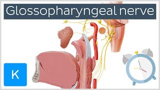 Glossopharyngeal Nerve Overview in 5 minutes  Human Anatomy  Kenhub [upl. by Euqcaj429]