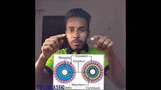 Kya h yrr jldi samajh lo bapre diploblastic triploblastic trendingvideo viralshorts scienceallen [upl. by Akcinehs]