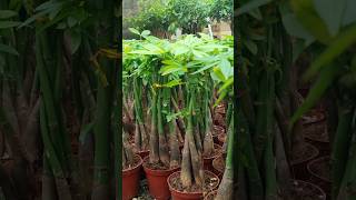 it name is Pachira plant freegardener shorts shortsvideo plants [upl. by Assiar]