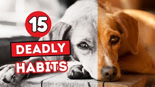 15 Habits That Are Slowly KILLING Your Dog  STOP NOW [upl. by Salita]