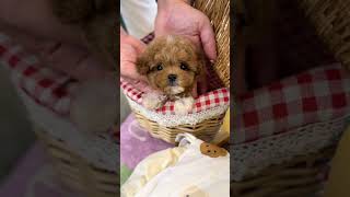 VELY DOG Party Maltipoo quotCurryquot💕 maltipoo maltipoo dogsvideo dogshorts dogshort cutebaby [upl. by Honniball]