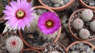 Echinocereus reichenbachii complex [upl. by Schoenburg]