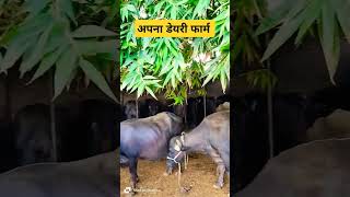 Dairy Farm  Murrah Buffalo New Video 2024  Cow Buffalo Farm  Yadav Dairy Farm  Murrah [upl. by Orvil]