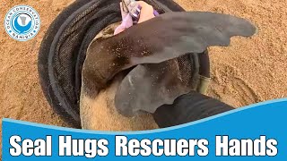 Seal Hugs Rescuers Hands [upl. by Marcelia]