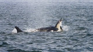 Pod of Killer Whales Hunt a Dolphin Stampede [upl. by Einoj200]