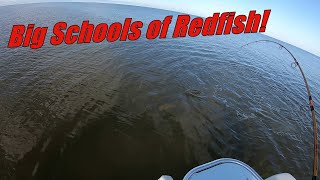 Sight Fishing Redfish in ChokoloskeeEverglades City Huge Schools on The Flats [upl. by Norah]