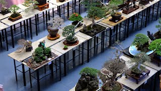 PBSI Bonsai Show amp Competition 2018 Philippine Bonsai Society Inc [upl. by Nitniuq]