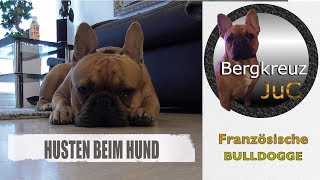 Hundehusten Husten beim Hund Hundegrippe französische Bulldogge [upl. by Enillebyam]