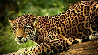 Lextinction du jaguar  Documentaire animalier 2017 [upl. by Horatio]