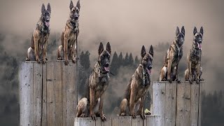 Belgian Malinois The Insane Superhero Dog [upl. by Stegman]