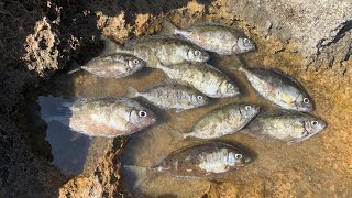 SOKAN AVI SOKAR SIGANUS RIVULATUS SABAH SUYU KISMETLERİ KIBRIS SOKAN AVI FISHING IN NORTH CYPRUS [upl. by Atiragram]