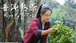 Jingmai Puer Tea — The Heritage of Yunnans ThousandYear Tea Culture【滇西小哥】 [upl. by Kulseth]