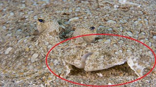 Most Amazing Camouflage Ability of Sea Animals You Wont be Able Recognize Them [upl. by Vaughn]