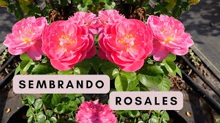 Sembrando Rosas 🌹  Plantando Rosas en Contenedores 🪴 [upl. by Hoag]