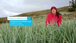 Agricultura sostenible y resiliente al clima en ecosistema del páramo de Santurbán Colombia [upl. by Lavud]