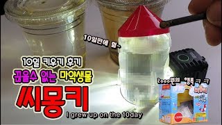 다이소에서 샀던 quot씨몽키quot 10일키우기 후기입니다과연정브르 Breeding Seamonkey [upl. by Roi399]