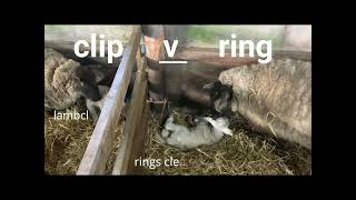 Grim reminder of Clip v Ring castration comparison [upl. by Mharba]