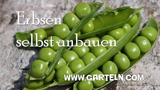 Erbsen pflanzen   Videotipp [upl. by Ettigirb886]